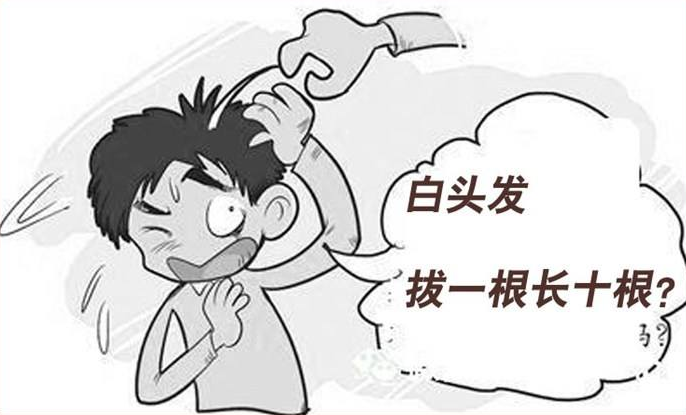 吃百香果会有白头发吗